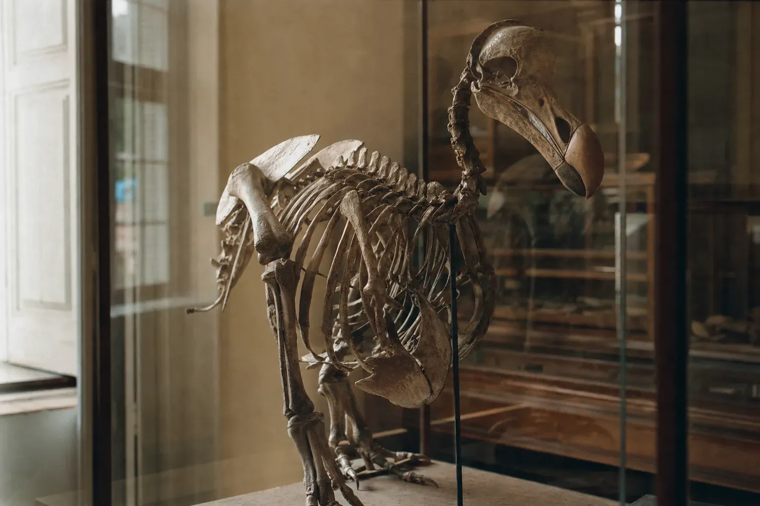 Le dodo de l'île Maurice : l'histoire vraie d'une extinction (et ce qu'il en reste)