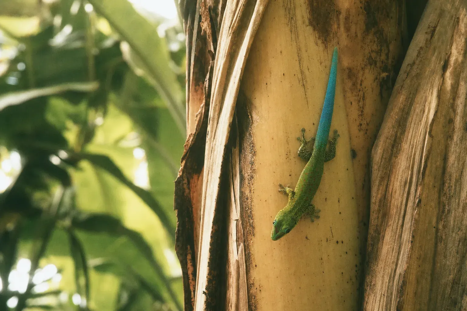 Faune de l'île Maurice : geckos fluo, roussettes et pourquoi il n'y a aucun serpent à craindre