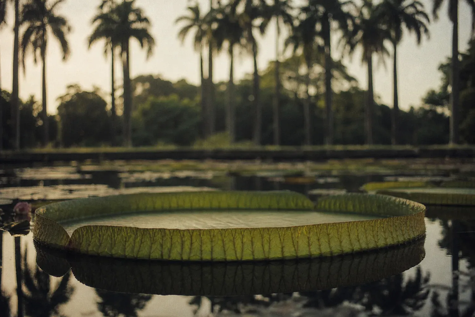 Jardin botanique de Pamplemousses : le nénuphar géant, les palmiers fous et la visite bien menée