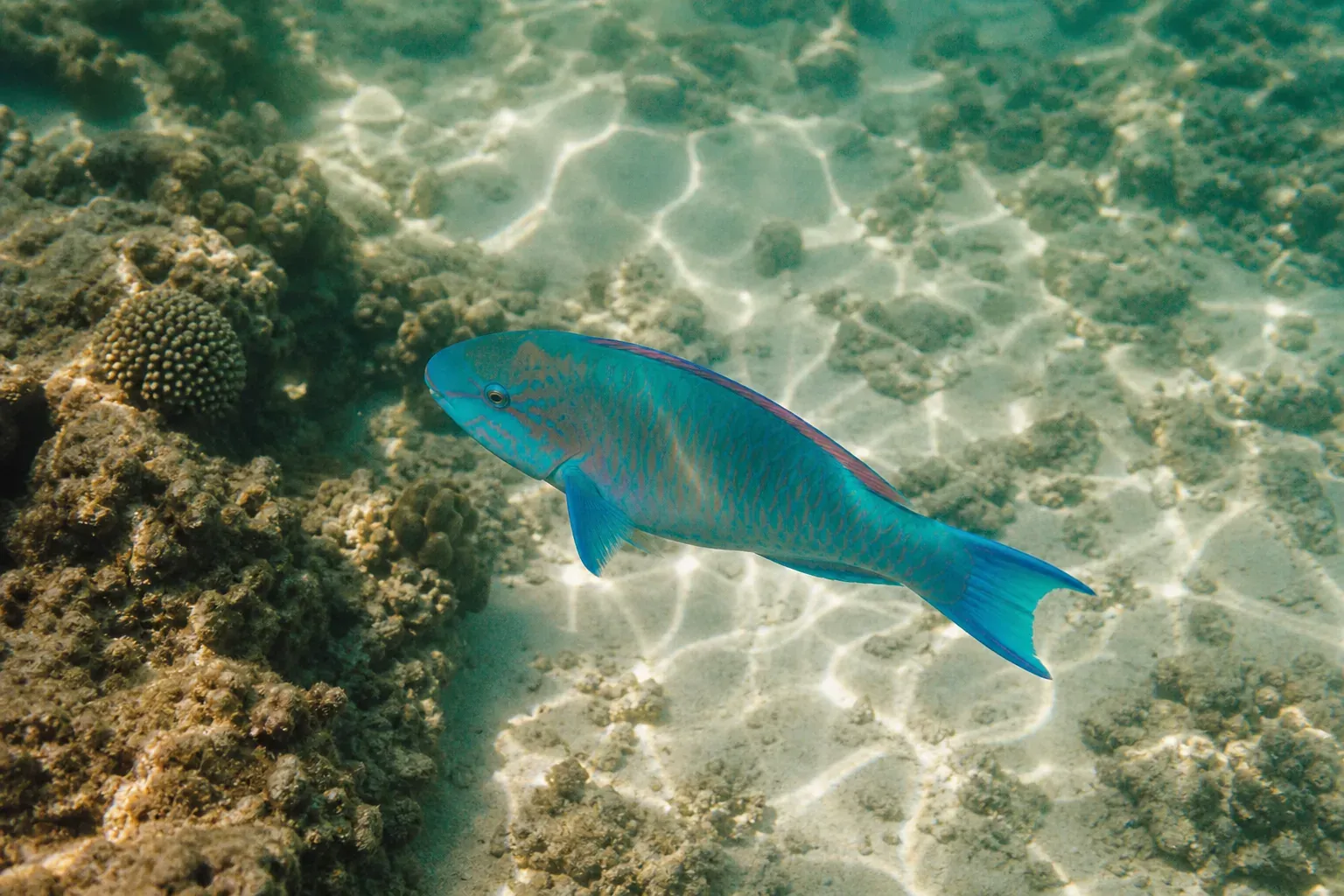 Poissons de l'île Maurice : le petit guide du lagon pour reconnaître ce que vous voyez en snorkeling
