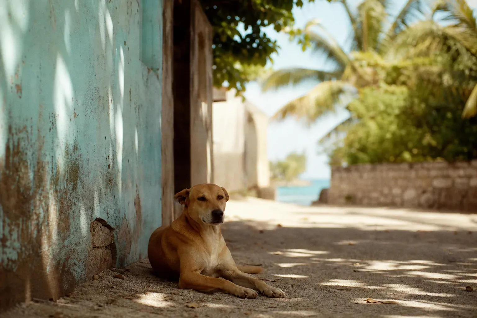 Refuges et protection animale à l'île Maurice : où aider, adopter ou signaler
